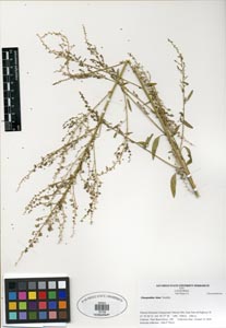 Herbarium Sheet of 